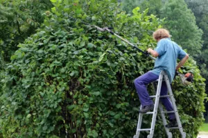 Les avantages de l'élagage pour la faune locale