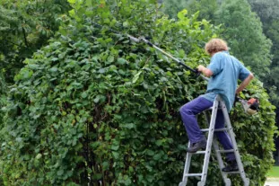 Les avantages de l'élagage pour la faune locale