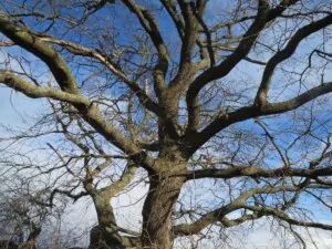 Étêtage : quelles sont les alternatives naturelles ?