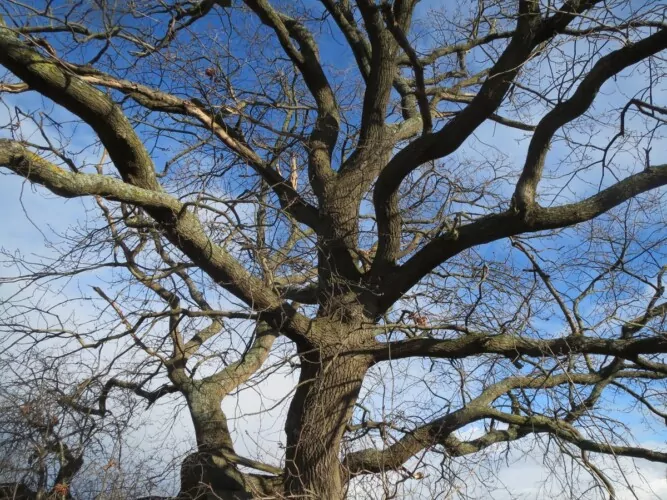 Étêtage : quelles sont les alternatives naturelles ?